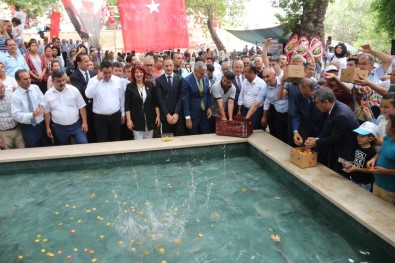 Mut Karacaoğlan Kayısı Kültür Ve Sanat Festivali Başladı