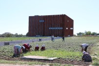 DOKUNMATIK EKRAN - (ÖZEL HABER) Troya Hazinelerini Bekliyor