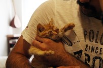 AĞRI KESİCİ - Yavru Kedilere Gözü Gibi Bakıyor