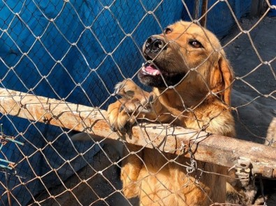 Ramazan Bayramında Sahipsiz Hayvanlar İçin 'Ziyaret Edin' Çağrısı