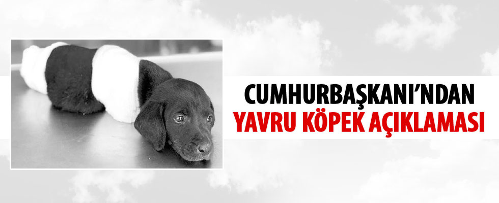 Cumhurbaşkanı Erdoğan'dan yavru köpek için talimat