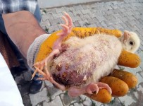 MEHMET DEMIR - 4 Bacaklı Civciv Şaşırttı