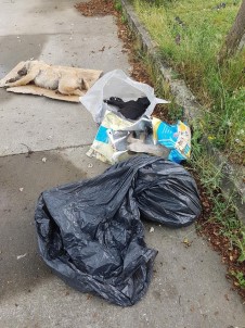 Sakarya'da 5 Yavru Köpek Zehirlenerek Öldürüldüğü İddiası