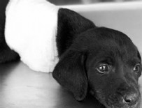 KEPÇE OPERATÖRÜ - Yavru köpeği öldüren kepçe operatörü tutuklandı