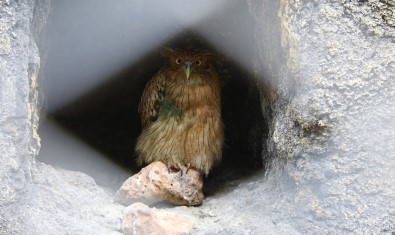 'Balık Baykuşu' Mersin'de Koruma Altına Alındı