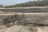 Denizli'de Yanan 69 Hektarlık Alana 100 Bin Fidan Dikilecek