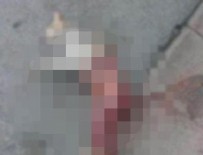 Fatih’te hayvanseverleri ayağa kaldıran olay