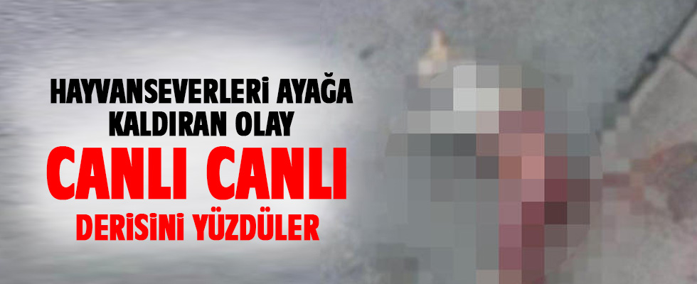 Fatih’te hayvanseverleri ayağa kaldıran olay