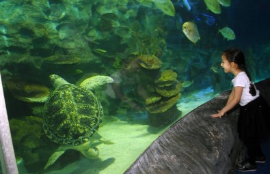 Avrupa Akvaryumlarındaki En Büyük Deniz Kaplumbağalarından Iggy İstanbul'da
