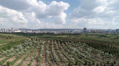 Bakan Eroğlu Açıklaması 'Başkente Önemli Bir Yeşil Alan Kazandırdık'