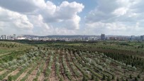 KARAAĞAÇ - Bakan Eroğlu Açıklaması 'Başkente Önemli Bir Yeşil Alan Kazandırdık'