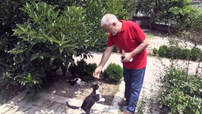 Gazeteciler Cemiyetinin Kedi Konukları