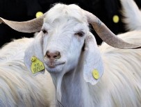 KURBANLIK HAYVAN - Kurbanlıklar cepten sorgulanabilecek