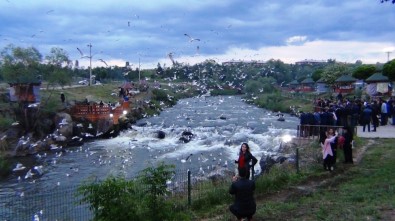 8. Uluslararası İnci Kefal Göçü Festivali Başladı