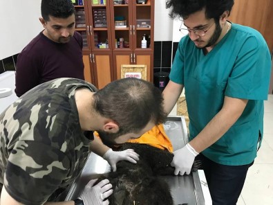 Kars'ta Köpeklerin Saldırdığı Yavru Ayı Tedavi Altına Alındı
