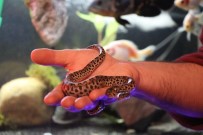 İGUANA - Kimsenin Yanına Yaklaşamadığı Vahşi Hayvanları Ofisinde Besliyor