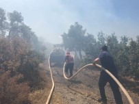 ZEYTINLIK - Milas'ta Zeytinlik Alanda Yangın Çıktı