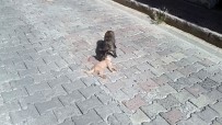 Ölen Yavrusunun Başında Dakikalarca Bekledi