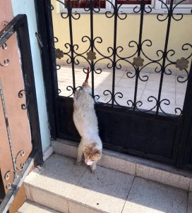 Demir Kapıya Sıkışan Kediyi İtfaiye Kurtardı