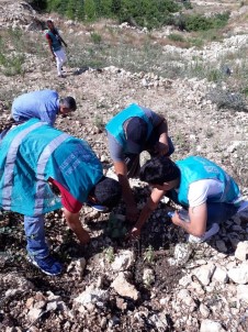 Denetimli Serbestlik Yükümlüleri Fidan Dikti