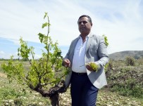 SAĞANAK YAĞMUR - Denizli'nin Çal İlçesinde Tarıma Sel Darbesi