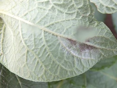 Patates Üreticilerine 'Patates Mildiyösü Ve Böceğine' Uyarısı