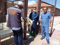 DOĞAL YAŞAM ALANI - Sahipsiz At'a Cerrahi Müdahale