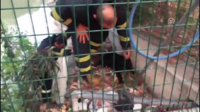 Adana'da Dere Kenarında Mahsur Kalan Köpek Kurtarıldı