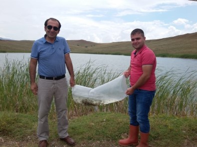 Sungurlu'da Gölete 10 Bin Sazan Yavrusu Bırakıldı