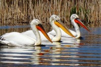 DİLEK YARIMADASI - Türkiye'nin Botanik Bahçesi Dilek Yarımadası Yeni Ziyaretçilerini Bekliyor