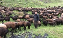 Çobanlar Koyun Sürüsüyle Doluya Tutuldu