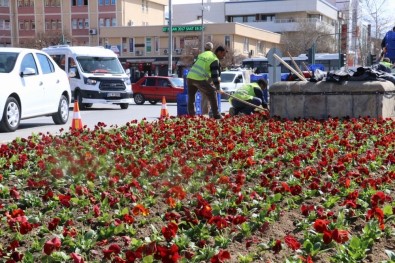 Erzincan'da Binlerce Çiçek Toprakla Buluşturuluyor