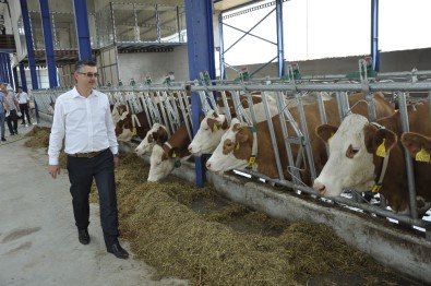 Eskişehir'e Modern Süt Tesisleri Kuruluyor