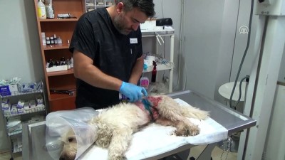 Ölmek Üzere Olan Sokak Köpeğini Yaşama Döndürdüler