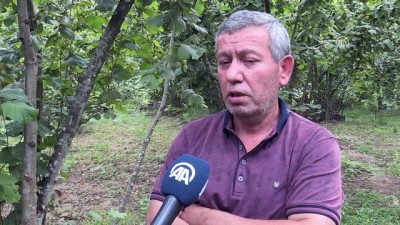 'Şiddetli Fırtına Ve Yağış Fındığa Zarar Verdi'