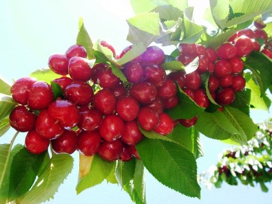 TARSİM'den Üreticilere 151 Milyon TL Hasar Ödemesi