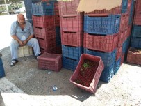 FİYAT ARTIŞI - Hisarcık'ta Vişne Alımlarına 7 Yıl Önceki Fiyatlardan Başlandı