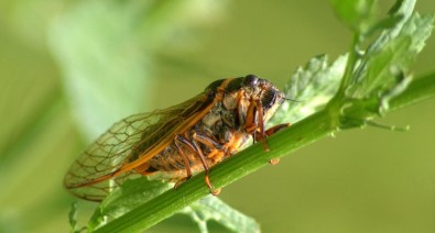 Kayısı Üreticilerine 'Ağustosböceği' Uyarısı