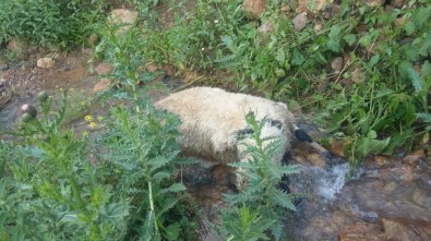 Sürüden Ayrılan Koyunlara Kurtlar Saldırdı, 40'I Telef Oldu