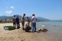 CARETTA CARETTA - Güzelçamlı Sahilinde Ölü Caretta Caretta Bulundu