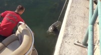 İTFAİYE ERİ - Fırat Nehri'ne Düşen 2 Köpek Tekneyle Kurtarıldı