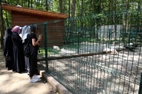 KULLAR - Gez-Gör İle 'Doğa Kocaeli' Turuna Katıldılar