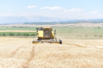 MUSTAFA BOZKURT - Kahramanmaraş'ta Hububat Hasadı Başladı
