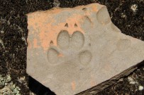 BIZANS - Latmos'ta Bin Yıllık Hayvan İzi