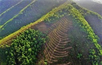 ÜVEZ - Bal Ormanları Hedefine Ulaşıyor