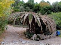 Çeşme'nin Palmiyeleri İçin Kırmızı Alarm