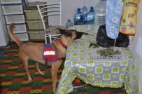 Çorum'da Hint keneviri operasyonu