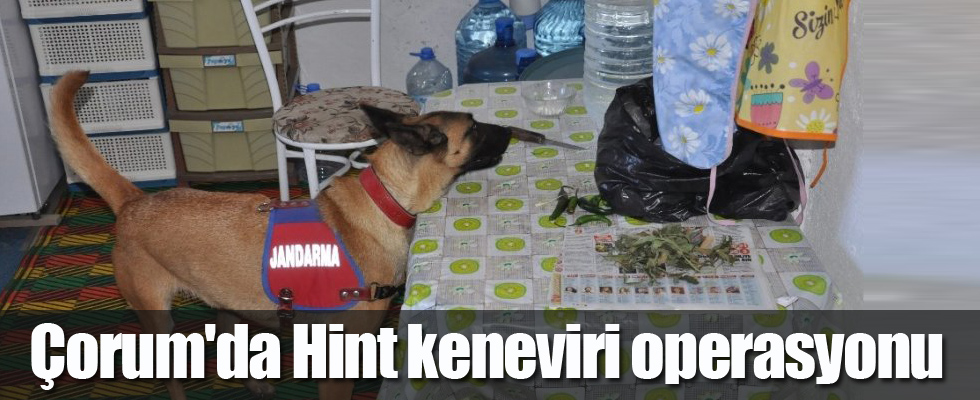 Çorum'da Hint keneviri operasyonu