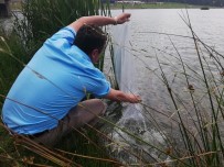 Düzce'de Göllere 29 Bin 500 Balık Bırakıldı