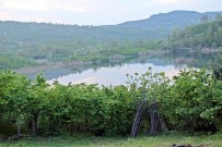 SEFAKÖY - Gaga Gölü Turizme Kazandırılmayı Bekliyor